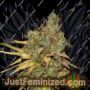 Blue Ice OG by Seedsman Cannabis Seeds For Sale at Just Feminized