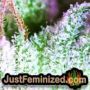 Purple Punch Auto by Barneys Farm THC CBD Close Up Trichomes Potency Yield Indica Sativa Strain Pic Images