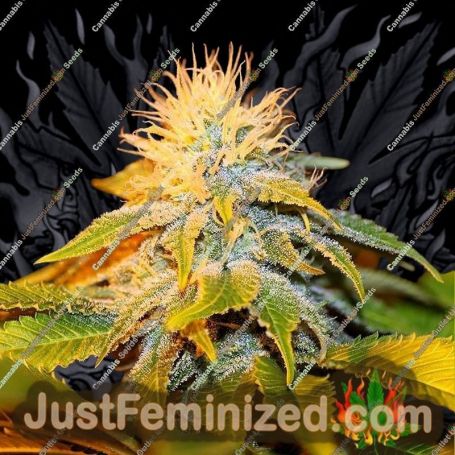 Bubba Kush by Seedsman Cannabis Seeds For Sale at Just Feminized
