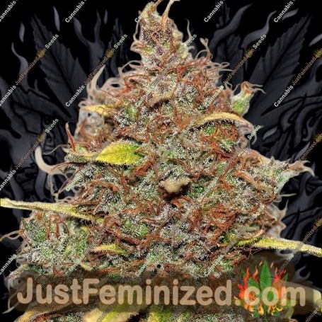 Shark Shock by Seedsman Cannabis Seeds For Sale at Just Feminized