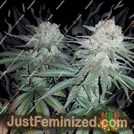 Cream & Cheese by Seedsman Cannabis Seeds For Sale at Just Feminized