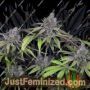 Critical Purple Kush by Seedsman Cannabis Seeds For Sale at Just Feminized