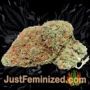 Critical Purple Kush by Seedsman Buds Weed Ganja Skunk Pot Reefer Dope Herb Pics Images