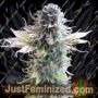 Early Skunk by Seedsman Cannabis Seeds For Sale at Just Feminized