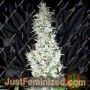 Hash Passion by Seedsman Cannabis Seeds For Sale at Just Feminized
