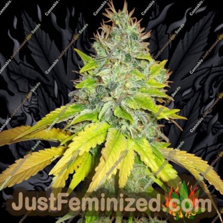 Jack Herer by Seedsman Cannabis Seeds For Sale at Just Feminized