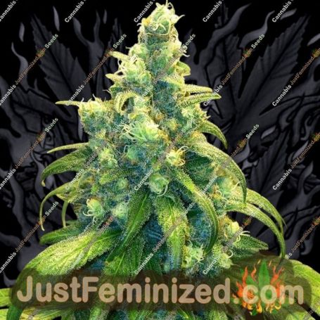 Red Dragon by Barneys Farm Cannabis Seeds For Sale at Just Feminized