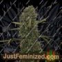 Jungle Wreck by Seedsman Cannabis Seeds For Sale at Just Feminized
