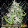 Mama Thai by Seedsman Cannabis Seeds For Sale at Just Feminized