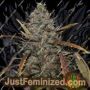 Narkush by Seedsman Cannabis Seeds For Sale at Just Feminized