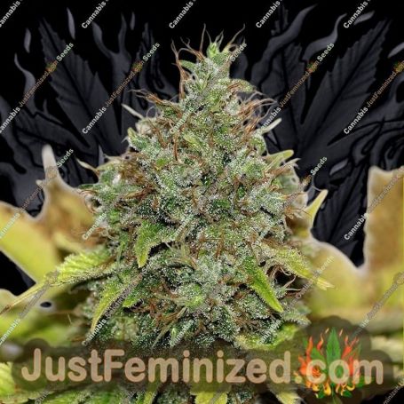 Northern Soul by Seedsman Cannabis Seeds For Sale at Just Feminized