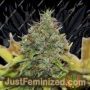 Northern Soul by Seedsman Cannabis Seeds For Sale at Just Feminized