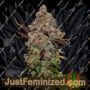 Original Skunk No.1 by Seedsman Cannabis Seeds For Sale at Just Feminized
