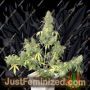 Silver Lime Haze 1:1 Auto CBD by Seed Stockers Cannabis Seeds For Sale at Just Feminized