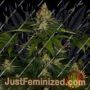 Shiskaberry by Barneys Farm Cannabis Seeds For Sale at Just Feminized