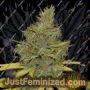 Strawberry Banana Grape by Seedsman Cannabis Seeds For Sale at Just Feminized