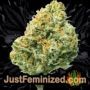 Shiskaberry by Barneys Farm Buds Weed Ganja Skunk Pot Reefer Dope Herb Pics Images