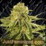 The White OG by Seedsman Cannabis Seeds For Sale at Just Feminized
