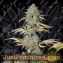 UK Cheese Auto by Seedsman Cannabis Seeds For Sale at Just Feminized