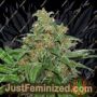 AK420 by Seed Stockers Cannabis Seeds For Sale at Just Feminized