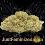 AK420 by Seed Stockers Buds Weed Ganja Skunk Pot Reefer Dope Herb Pics Images