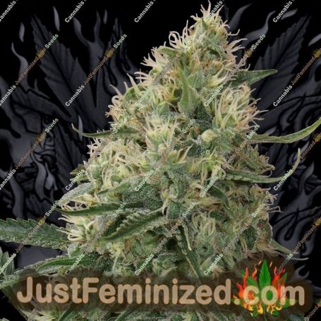 Sin Tra Bajo Auto by Barneys Farm Cannabis Seeds For Sale at Just Feminized
