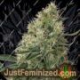 Sin Tra Bajo Auto by Barneys Farm Cannabis Seeds For Sale at Just Feminized