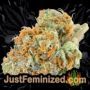 AK420 by Seed Stockers Buds Weed Ganja Skunk Pot Reefer Dope Herb Pics Images
