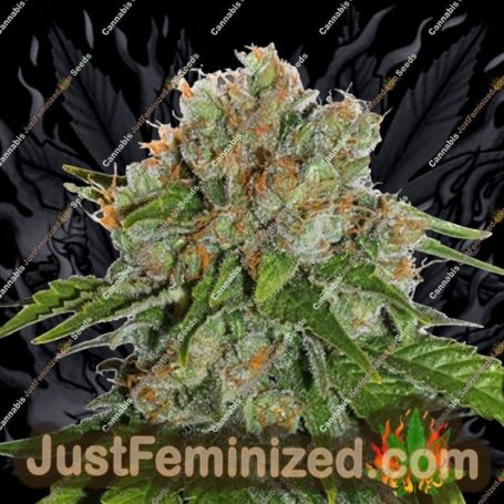 Amnesia by Seed Stockers Cannabis Seeds For Sale at Just Feminized