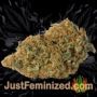 Amnesia Auto by Seed Stockers Buds Weed Ganja Skunk Pot Reefer Dope Herb Pics Images