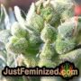 Amnesia Auto by Seed Stockers THC CBD Close Up Trichomes Potency Yield Indica Sativa Strain Pic Images