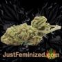 BCN Critical XXL by Seed Stockers Buds Weed Ganja Skunk Pot Reefer Dope Herb Pics Images