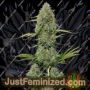 BCN Critical XXL Auto by Seed Stockers Cannabis Seeds For Sale at Just Feminized