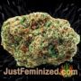 BCN Critical XXL by Seed Stockers Buds Weed Ganja Skunk Pot Reefer Dope Herb Pics Images
