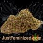 BCN Power Plant by Seed Stockers Buds Weed Ganja Skunk Pot Reefer Dope Herb Pics Images