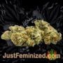 BCN Power Plant by Seed Stockers Buds Weed Ganja Skunk Pot Reefer Dope Herb Pics Images