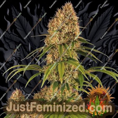 Strawberry Lemonade by Barneys Farm Cannabis Seeds For Sale at Just Feminized