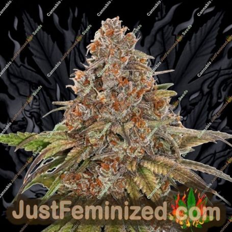 Blackberry Gum Auto by Seed Stockers Cannabis Seeds For Sale at Just Feminized