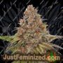 Blackberry Gum Auto by Seed Stockers Cannabis Seeds For Sale at Just Feminized