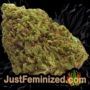 Blackberry Gum Auto by Seed Stockers Buds Weed Ganja Skunk Pot Reefer Dope Herb Pics Images