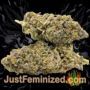 Blackberry Gum Auto by Seed Stockers Buds Weed Ganja Skunk Pot Reefer Dope Herb Pics Images