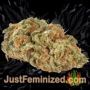 Blackberry Gum Auto by Seed Stockers Buds Weed Ganja Skunk Pot Reefer Dope Herb Pics Images