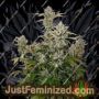 Candy Dawg Auto by Seed Stockers Cannabis Seeds For Sale at Just Feminized
