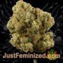 Candy Dawg Auto by Seed Stockers Buds Weed Ganja Skunk Pot Reefer Dope Herb Pics Images