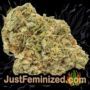 Candy Dawg Auto by Seed Stockers Buds Weed Ganja Skunk Pot Reefer Dope Herb Pics Images