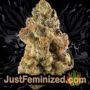 Candy Dawg Auto by Seed Stockers Buds Weed Ganja Skunk Pot Reefer Dope Herb Pics Images