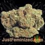 Candy Dawg Auto by Seed Stockers Buds Weed Ganja Skunk Pot Reefer Dope Herb Pics Images