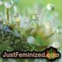 Candy Dawg Auto by Seed Stockers THC CBD Close Up Trichomes Potency Yield Indica Sativa Strain Pic Images
