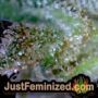 Candy Dawg Auto by Seed Stockers THC CBD Close Up Trichomes Potency Yield Indica Sativa Strain Pic Images