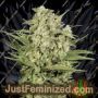 Cheese by Seed Stockers Cannabis Seeds For Sale at Just Feminized